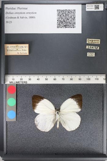 Media type: image;   Entomology 131874